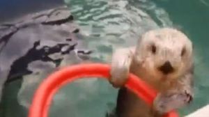 Otter