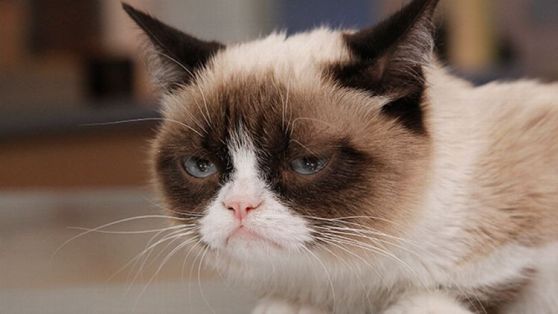 Grumpy Cat