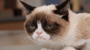 Grumpy Cat