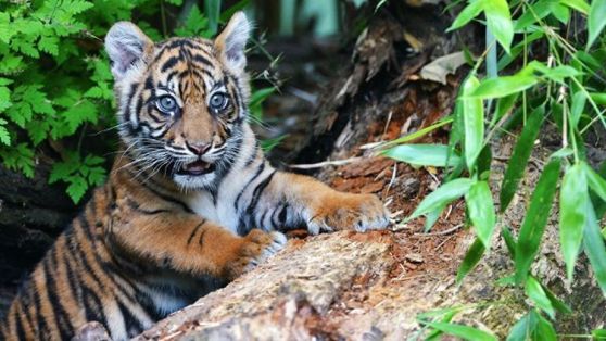 Baby Tiger "Berani"