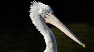Pelican