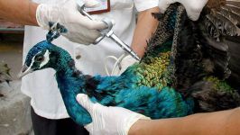 Peacock Hospital