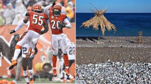 Bengals