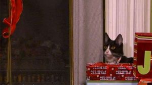 Christmas Cats TV